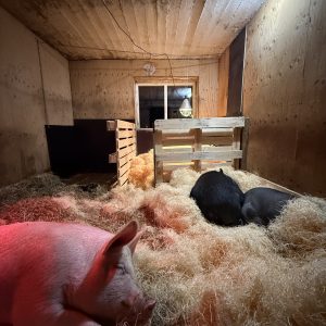 Alternative view of Lipposen, Lyylin & Juhon Fitnessdieetti lahjakortti