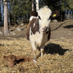 Alternative view of Home Ranch vierailu 18.4.2026, kello 12-15